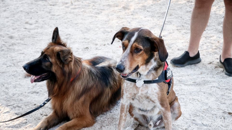 Νέα Σμύρνη: Κάτοικοι προσέφυγαν στο ΣτΕ κατά του πάρκου αναψυχής σκύλων