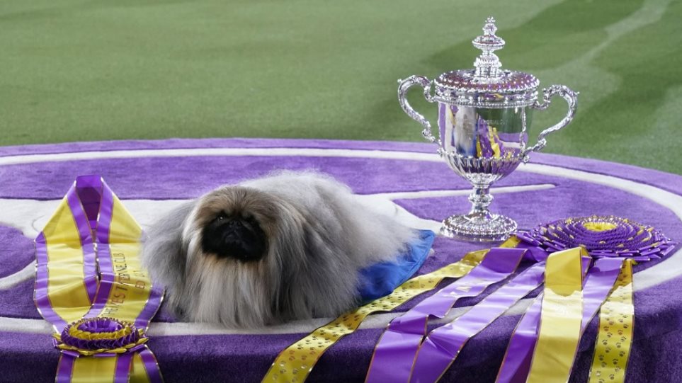 Westminster Kennel Club: Ο Γουασάμπι το πεκινουά θριάμβευσε στον διαγωνισμό σκύλων – Δείτε βίντεο