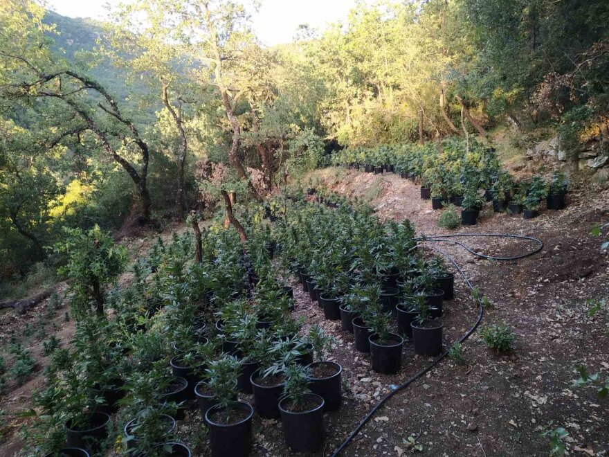 Ανδρίτσαινα: Εντοπίστηκε οργανωμένη φυτεία κάνναβης με 4.325 δενδρύλλια και φυτά