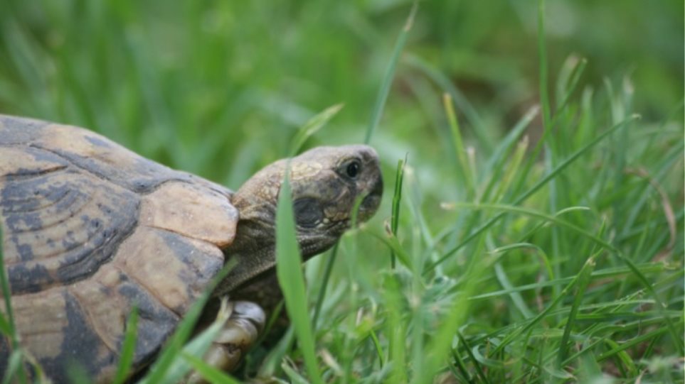 Τρίκαλα: Πέταξαν τέσσερις χελώνες σε κάδο απορριμμάτων!
