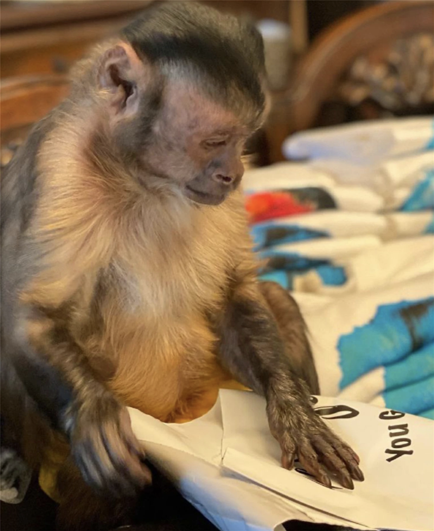 Πένθος στο TikTok για την αγαπημένη μαϊμού με τους εκατομμύρια ακολούθους που έφυγε από τη ζωή