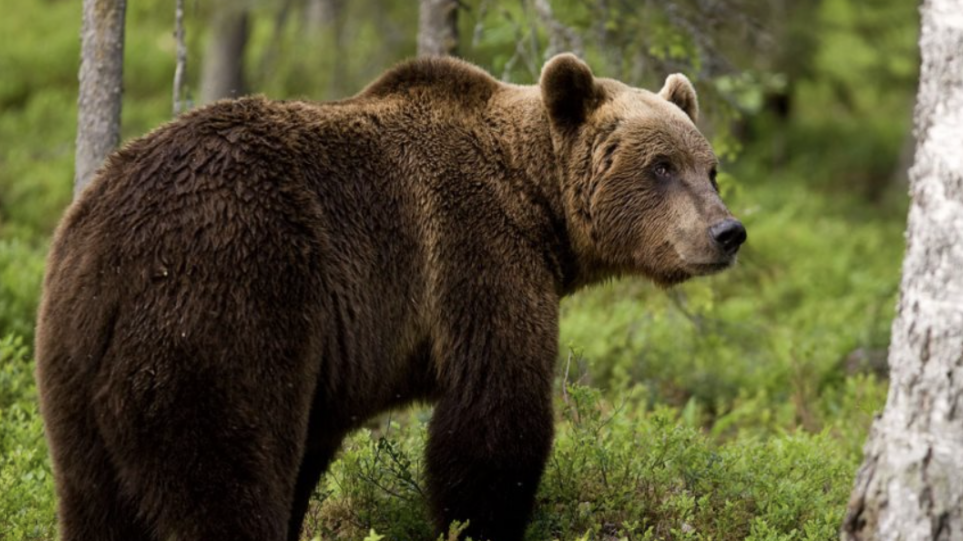 Σλοβακία: Αρκούδα σκότωσε 57χρονο στην πρώτη θανατηφόρα επίθεση εδώ και έναν αιώνα
