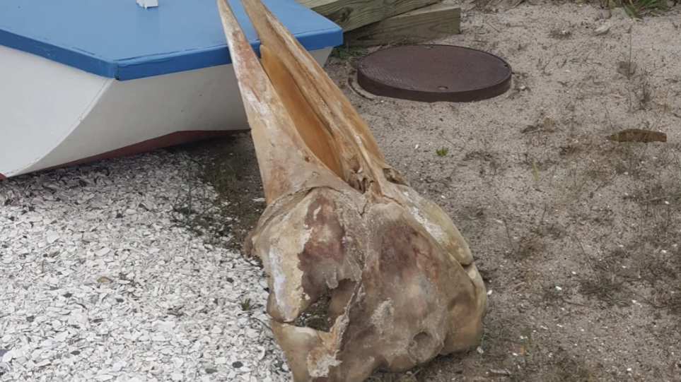 Νιου Τζέρσι: Λύθηκε το μυστήριο με το τεράστιο κρανίο που βρέθηκε σε παραλία