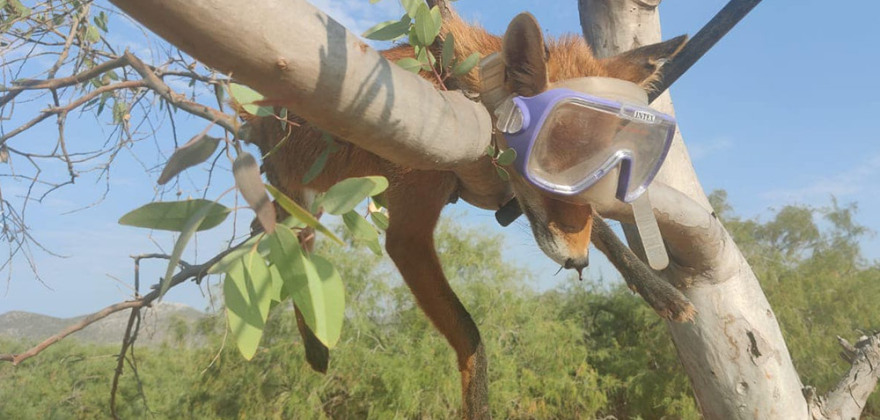 Κτηνωδία στο Σχινιά Αττικής: Κρέμασαν νεκρή αλεπού πάνω σε δέντρο με μάσκα και αναπνευστήρα!