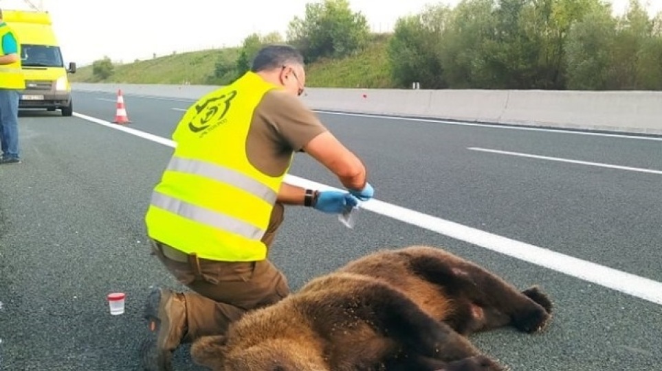 Θανατηφόρο τροχαίο με θύμα νεαρή αρκούδα στην Εγνατία Οδό
