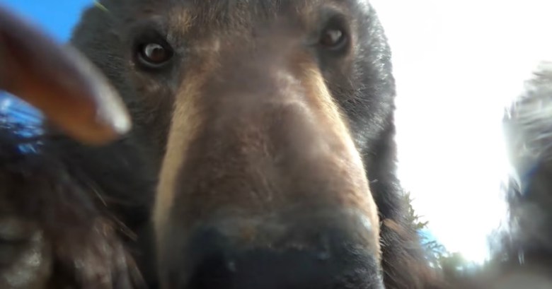 Αρκούδα βρήκε κάμερα GoPro, την άνοιξε και τράβηξε βίντεο τον εαυτό της