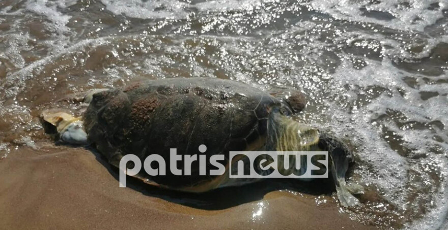 Ηλεία: Νεκρή βρέθηκε μια χελώνα Caretta – Caretta στον Άγιο Ηλία