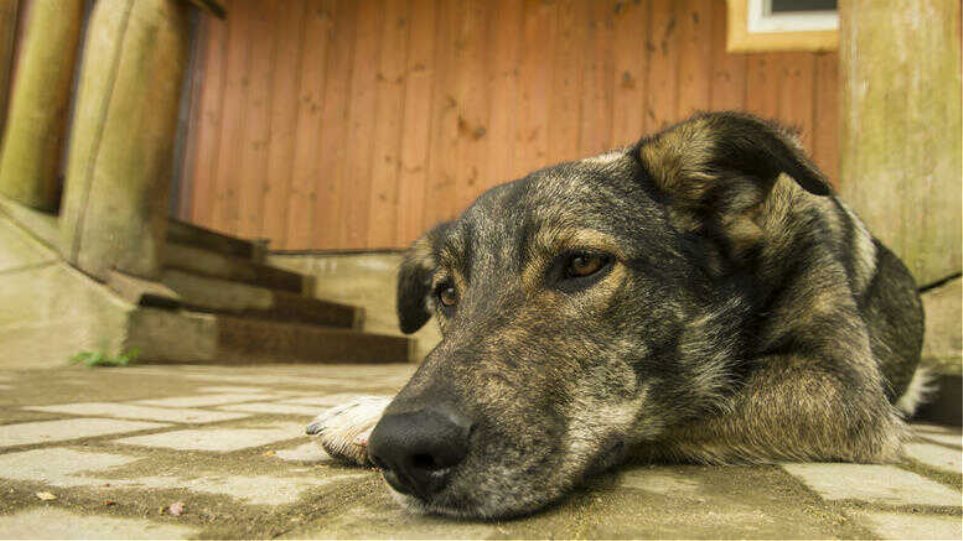 Μυτιλήνη: Κακοποίησε τον σκύλο του και ένα ανήλικο αγόρι που προσπάθησε να βοηθήσει το ζώο
