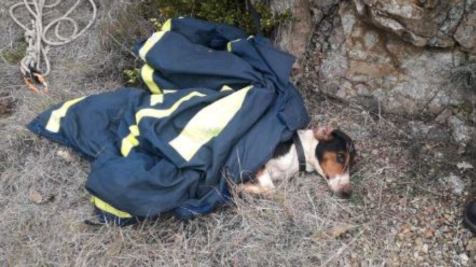 Σκύλος έπεσε σε πηγάδι 20 μέτρων στην Κοζάνη – Σώθηκε από την ΕΜΑΚ
