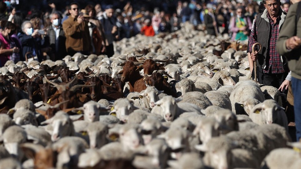 Γέμισαν με πρόβατα οι δρόμοι της Μαδρίτης – Κατευθύνονται προς τα χειμερινά τους βοσκοτόπια