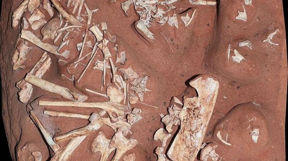 Ανακαλύφθηκε σπάνιος δεινόσαυρος χωρίς δόντια που ζούσε στη νότια Βραζιλία την κρητιδική περίοδο