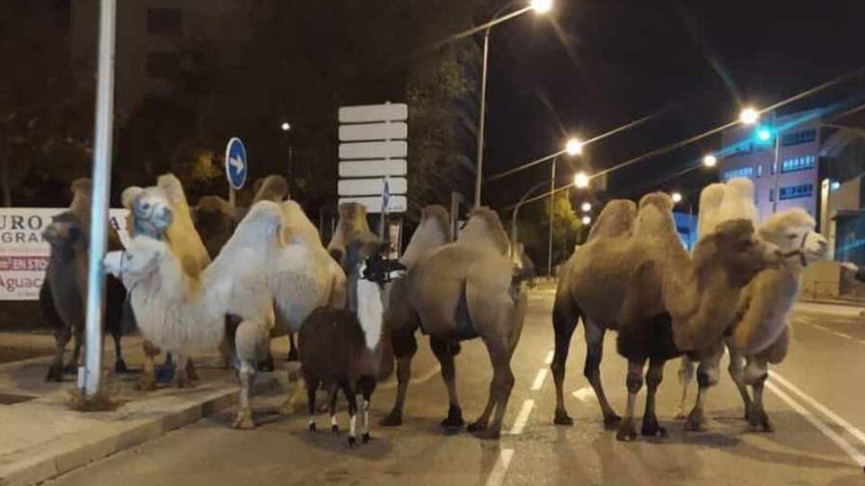 Καμήλες και… λάμα στους δρόμους της Μαδρίτης – Δείτε φωτογραφίες