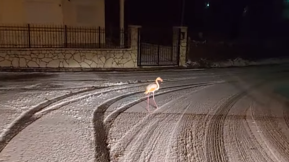 Δείτε βίντεο: Φλαμίνγκο κάνει… βόλτα μέσα στα χιόνια στον Άγιο Νικόλαο Ευρυτανίας
