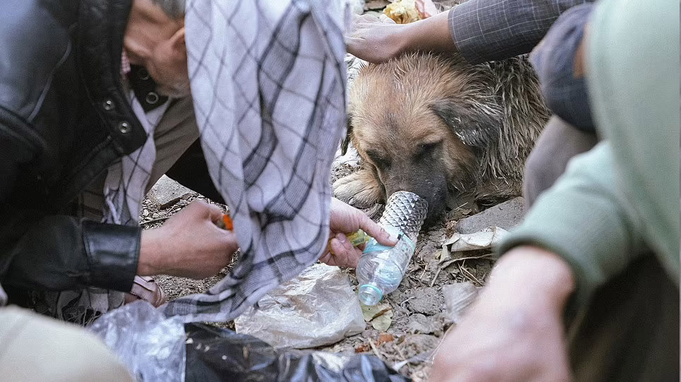 Σκηνές εξαθλίωσης στο Αφγανιστάν: Άστεγοι δίνουν ηρωίνη σε σκύλους, τους χρησιμοποιούν για να μένουν ζεστοί