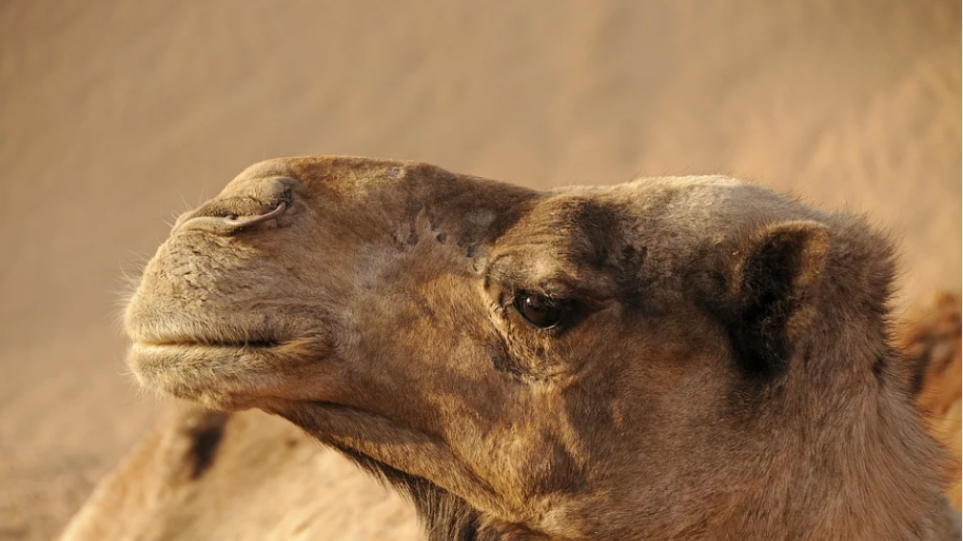 Κτηνοτρόφοι στη Σαουδική Αραβία κάνουν… μπότοξ σε καμήλες για να τις «ομορφύνουν»