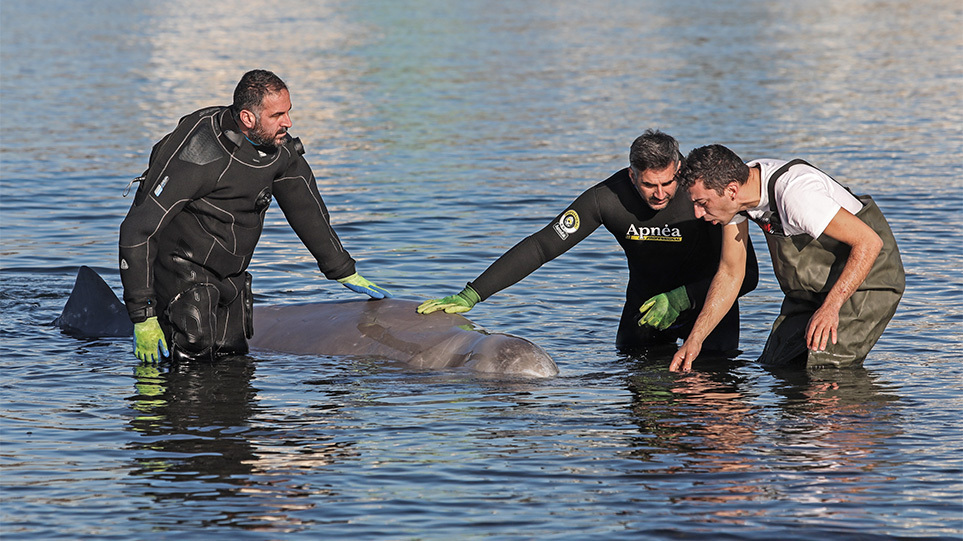 «Μάχη» για να σωθεί η μικρή φάλαινα στον Άλιμο -Σε εξέλιξη η επιχείρηση διάσωσης