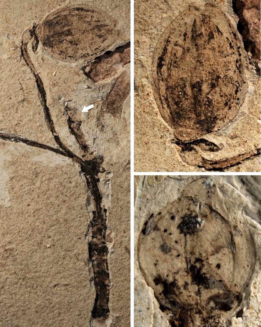 Ανακαλύφθηκε στην Κίνα το αρχαιότερο στον κόσμο απολιθωμένο μπουμπούκι λουλουδιού ηλικίας 164 εκατ. ετών!