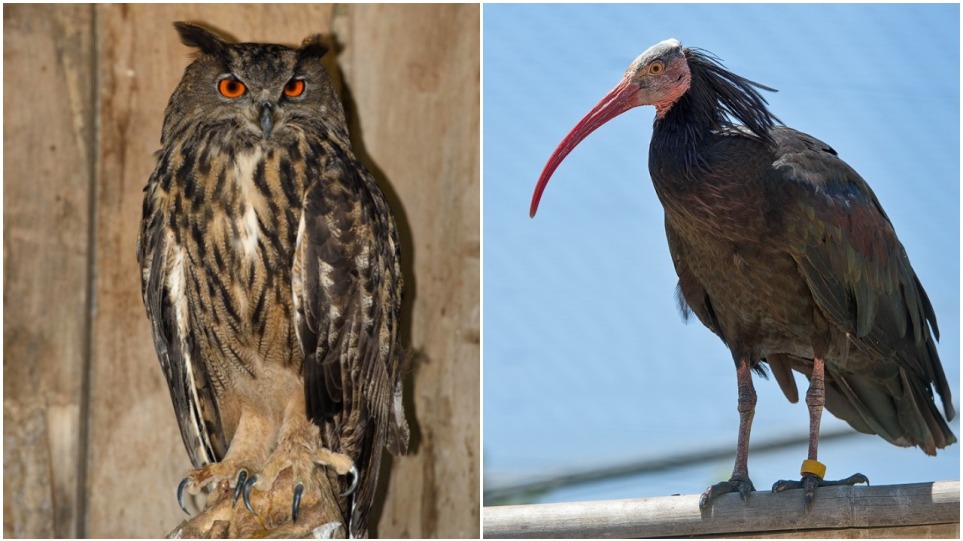 Ζημιές και στο Αττικό Ζωολογικό Πάρκο από την κακοκαιρία «Ελπίδα» – «Δραπέτευσαν» 32 πουλιά