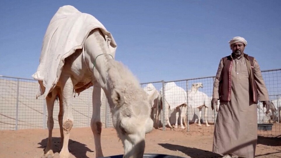 Σαουδική Αραβία: Ένα «ξενοδοχείο» για… καμήλες στη μέση της ερήμου