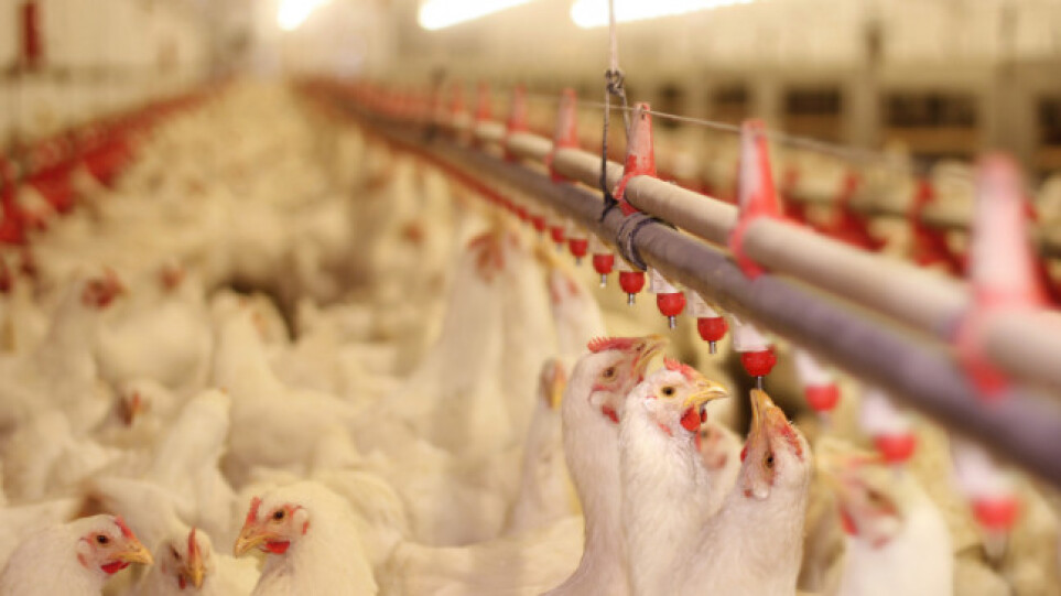 Οι ισπανικές αρχές θανάτωσαν 130.000 κότες λόγω γρίπης των πτηνών