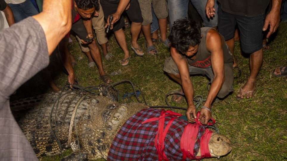 Ινδονησία: Απελευθερώθηκε μετά από πέντε χρόνια ο κροκόδειλος που ζούσε με ένα λάστιχο γύρω από το λαιμό του