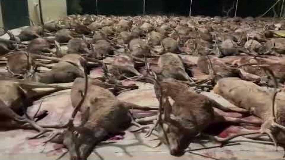Κτηνωδία στην Ανδαλουσία: Έσφαξαν 450 ελάφια και αγριογούρουνα σε ιδιωτικό κτήμα