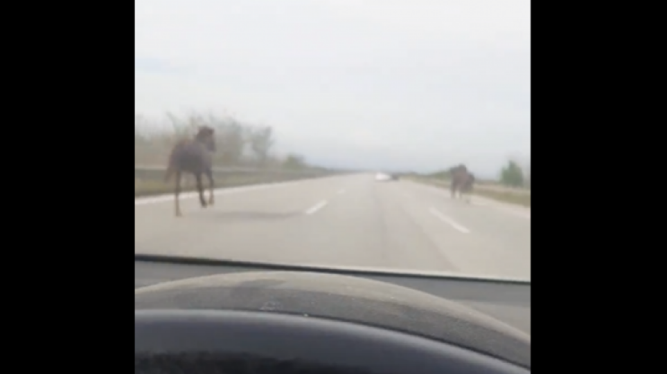 Θεσσαλονίκη: Οδηγοί στην Εγνατία είδαν ξαφνικά μπροστά τους να καλπάζουν τρία άλογα – Δείτε βίντεο