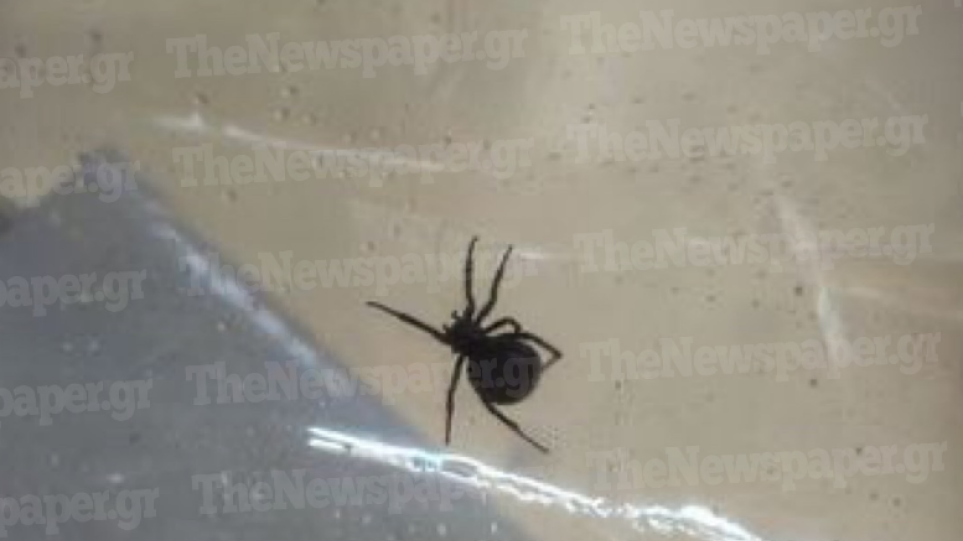 Αράχνη «μαύρη χήρα» τσίμπησε 4χρονο αγοράκι στο Πήλιο – Διακομίστηκε εκτάκτως στην Αθήνα