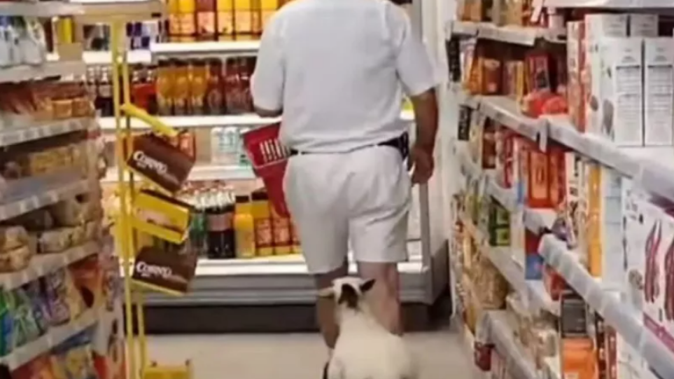 Μήλος: Viral το πρόβατο που πηγαίνει για ψώνια σε σούπερ μάρκετ με τον ιδιοκτήτη του