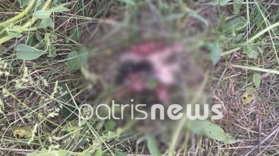 Φρίκη: Σκότωσε με χορτοκοπτικό εννέα κουτάβια στην Αμαλιάδα