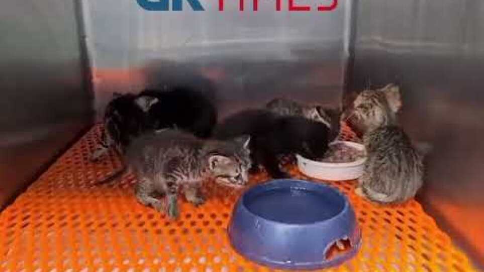 Καβάλα: Τουρίστριες από τη Δανία έσωσαν από τον θάνατο επτά γατάκια