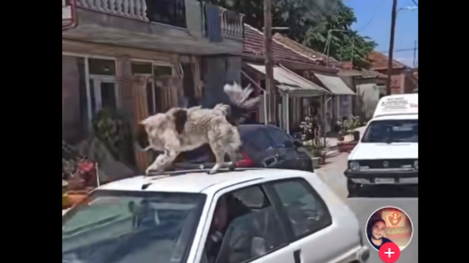 Σάλος στην Καρδίτσα: Έβαλε σκύλο στην οροφή εν κινήσει αυτοκινήτου για να τον μεταφέρει!