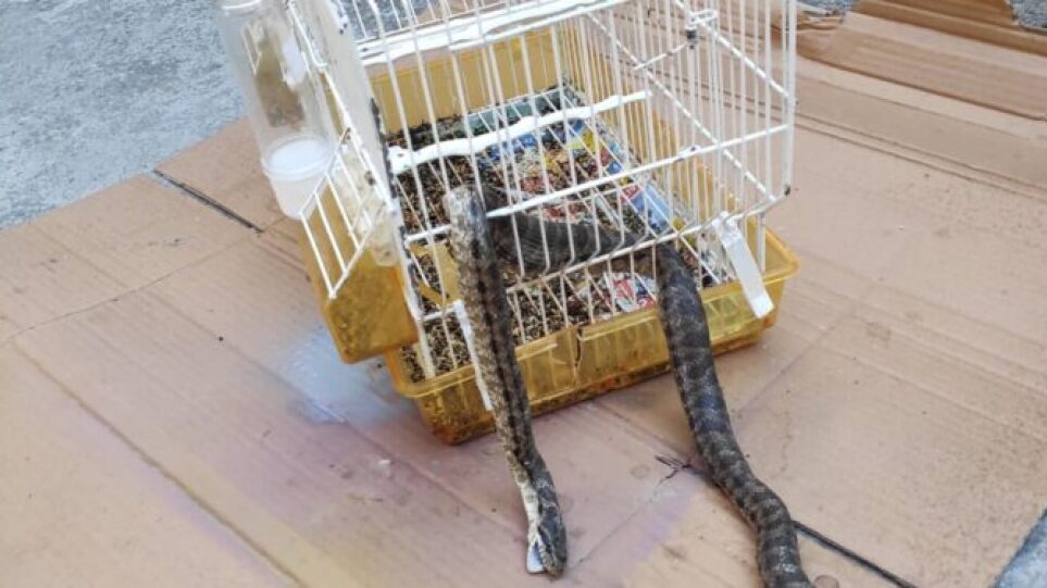 Λάρισα: Φίδι εισέβαλε σε σπίτι και έφαγε το καναρίνι! – Δείτε φωτογραφίες