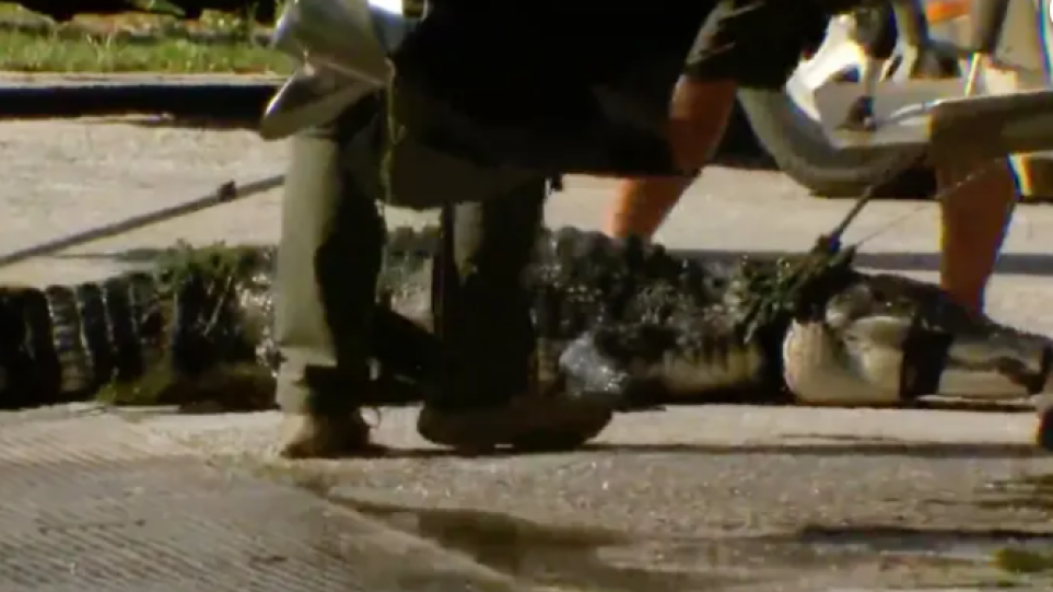 Σε ευθανασία οδηγήθηκε αλιγάτορας που πιθανόν να ευθύνεται για τον θάνατο άνδρα στη Φλόριντα