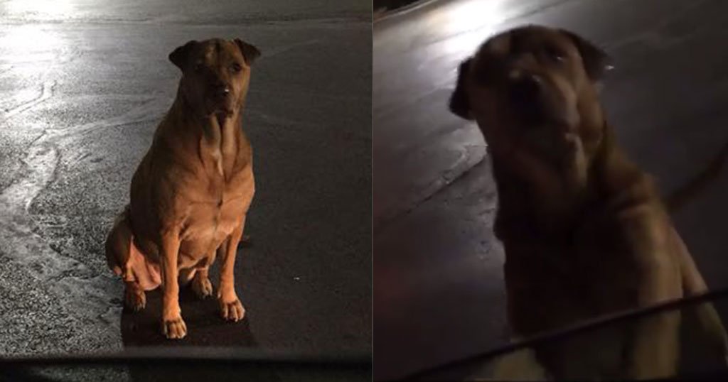 Σκύλος παριστάνει το αδέσποτο έξω από φαστφουντάδικο για να τρώει τζάμπα