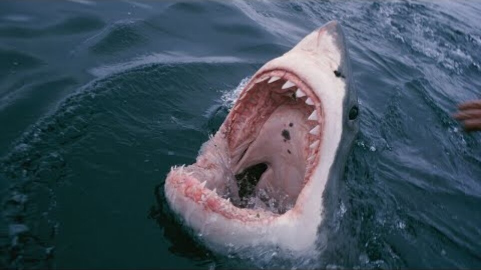 Αίγυπτο: Η στιγμή που καρχαρίας επιτίθεται σε τουρίστρια – Δείτε βίντεο