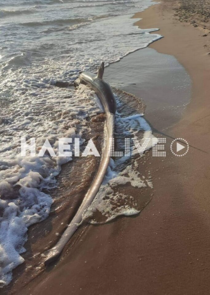 Ηλεία: Παράξενος… καρχαρίας ξεβράστηκε σε παραλία της Ζαχάρως – Δείτε φωτογραφία