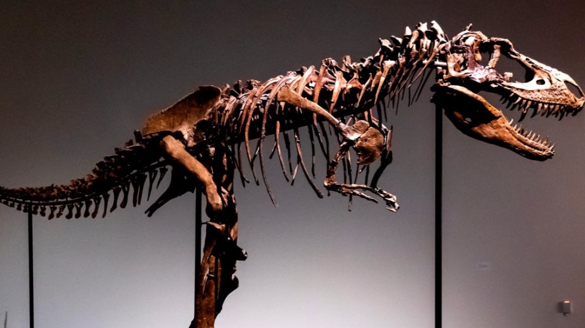 Σκελετός δεινόσαυρου πουλήθηκε $6,1 εκατομμύρια σε δημοπρασία στις ΗΠΑ