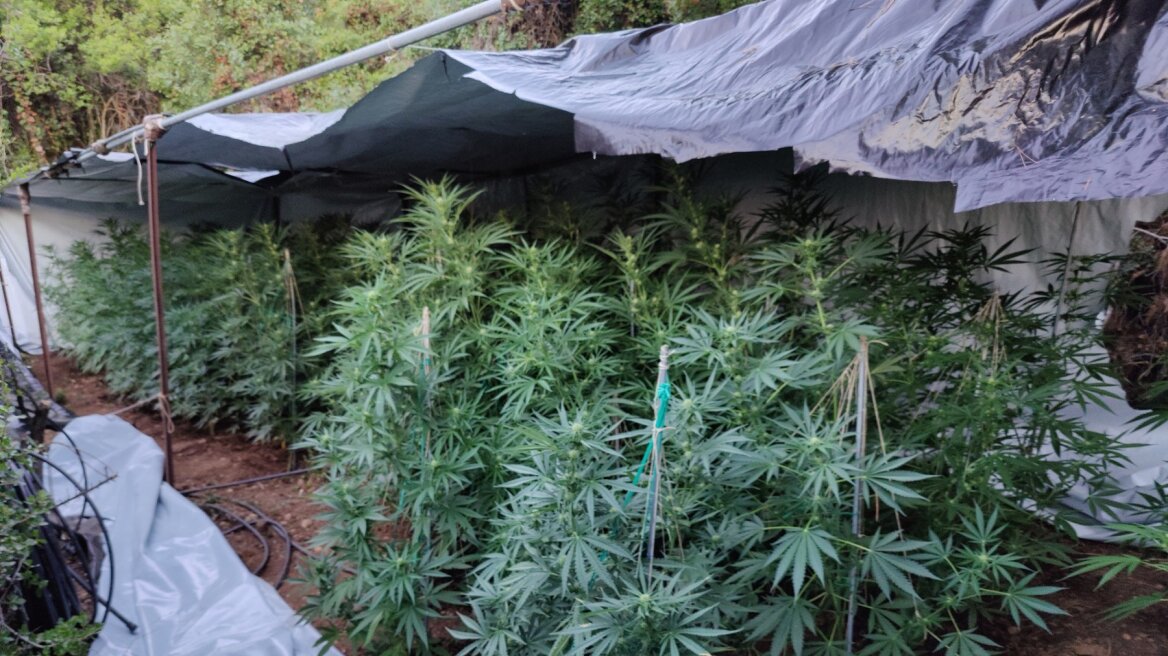 Συνελήφθη χασισοκαλλιεργητής μέσα σε φυτεία με 235 δενδρύλλια στην Κορινθία