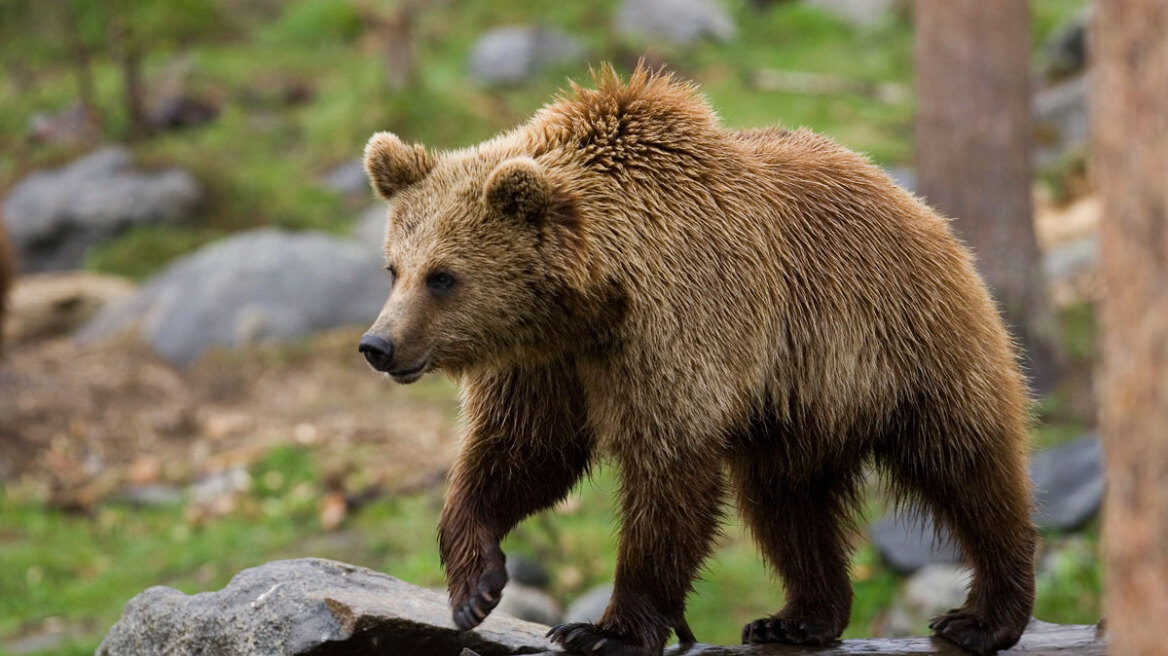 Καστοριά: Αρκούδα με τα δύο μωρά της βρέθηκε στο κέντρο της πόλης