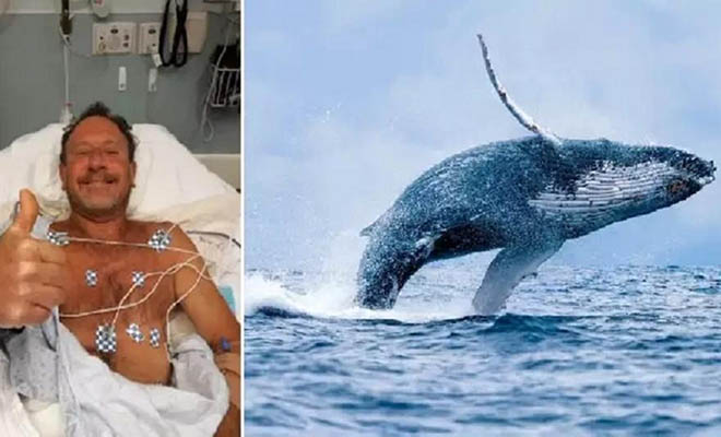 Μεγάπτερη φάλαινα 25 τόνων κατάπιε άνδρα και αυτός επέζησε χωρίς γρατζουνιά