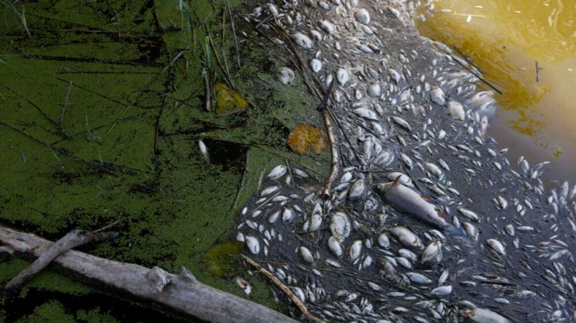 Κλιματική αλλαγή: Θλιβερό θέαμα – Οκτώ τόνοι ψαριών πέθαναν από ασφυξία σε λίμνη λόγω της ξηρασίας