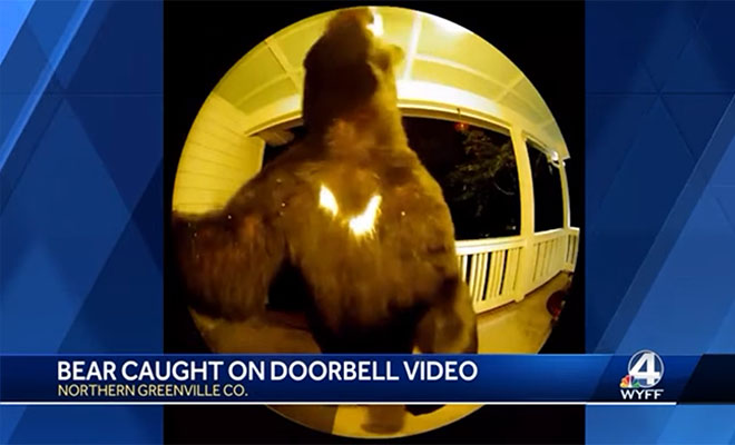 ΗΠΑ: Αρκούδα πήγε… επίσκεψη σε σπίτι και χτύπησε το κουδούνι (Βίντεο)