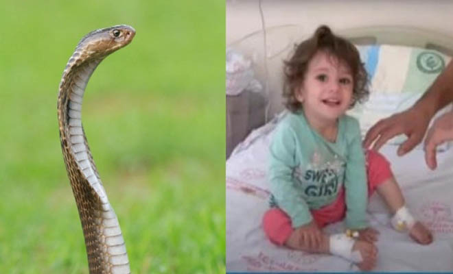 Φίδι δάγκωσε 2χρονη στην Τουρκία αλλά δεν μάσησε και το σκότωσε με τα ίδια της τα δόντια