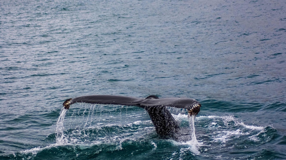 Φάλαινα εντοπίστηκε στον Σηκουάνα
