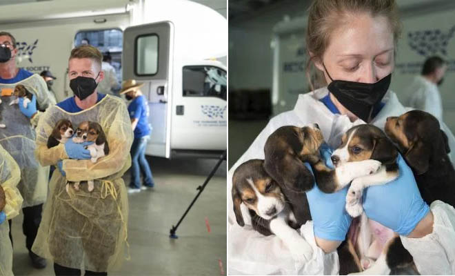 ΗΠΑ: Διασώθηκαν 4.000 beagles από την απόλυτη φρίκη – Πειράματα, κρύο και τροφές με κόπρανα
