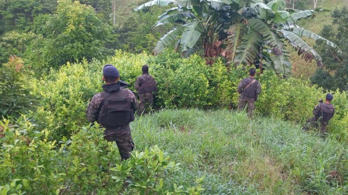 Ονδούρα: Οι αρχές ανακοινώνουν «ιστορική» κατάσχεση δενδρυλλίων κόκας