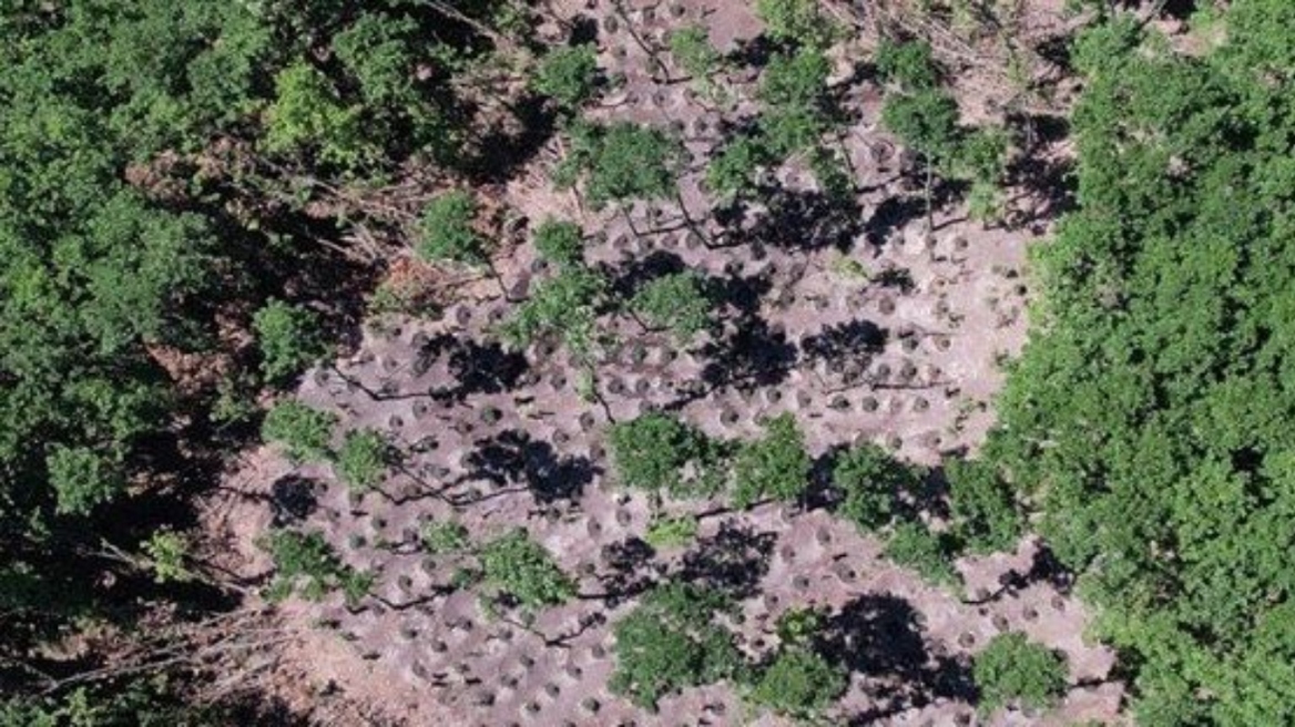 Λάρισα: Χασισοφυτεία «μαμούθ» με χιλιάδες δενδρύλλια – Είχε έκταση 7 στρεμμάτων