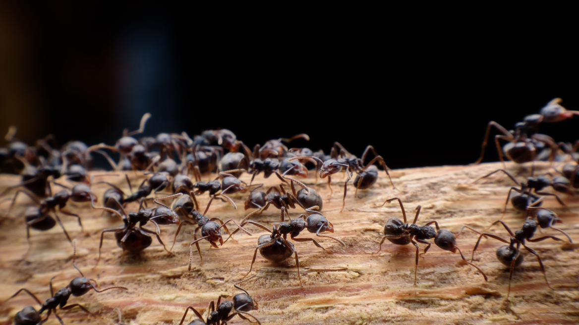 Τελικά πόσα μυρμήγκια υπάρχουν στη Γη; – Ασύλληπτος ο αριθμός που παρουσίασαν ερευνητές
