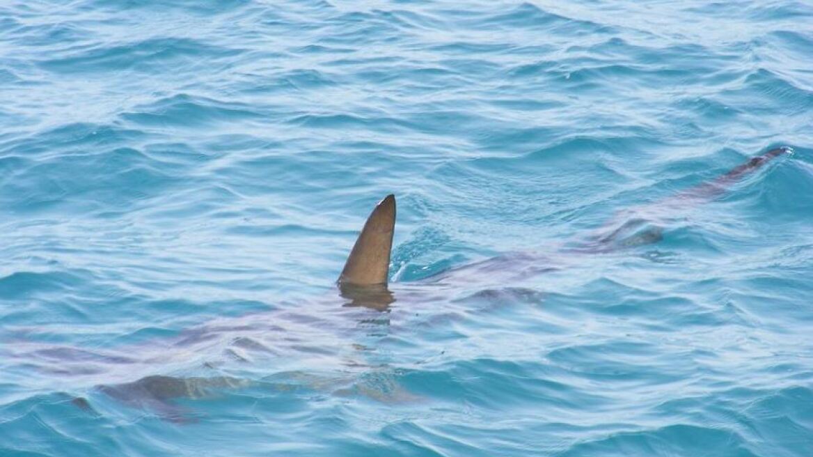 Μπαχάμες: Καρχαρίας κατασπάραξε 58χρονη μπροστά στην οικογένειά της